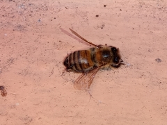 Apis mellifera