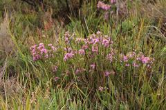 Agathosma odoratissima