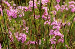 Agathosma odoratissima