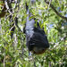 Madagascan Flying Fox - Photo (c) Neil Strickland, some rights reserved (CC BY)