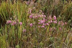 Agathosma odoratissima