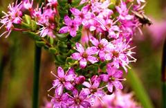 Agathosma odoratissima