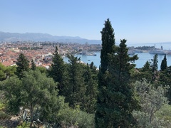Cupressus sempervirens