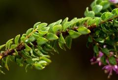 Agathosma odoratissima