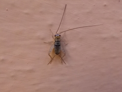 Gryllodes sigillatus