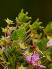 Agathosma odoratissima
