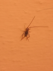 Gryllodes sigillatus