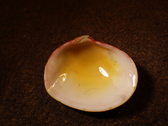 Semele rubropicta