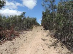 Platypleura capensis