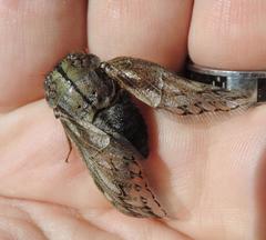 Platypleura capensis