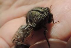 Platypleura capensis