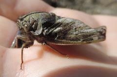 Platypleura capensis