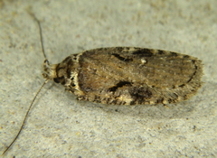 Agonopterix hyperella