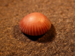 Pseudopusula californiana