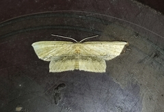Phalacra