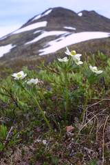 Anemonastrum