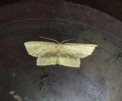 Phalacra