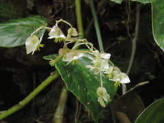 Begonia glabra