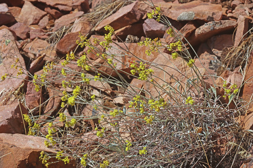 Eriogonum brevicaule var. cottamii