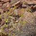 Eriogonum brevicaule cottamii - Photo (c) Andrey Zharkikh, algunos derechos reservados (CC BY-NC), uploaded by Andrey Zharkikh