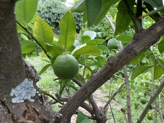 Citrus × pyriformis