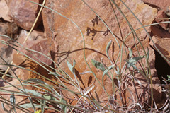 Eriogonum brevicaule cottamii