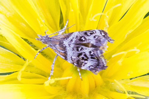 Tebenna micalis