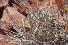 Eriogonum brevicaule cottamii