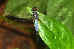 Brachydiplax