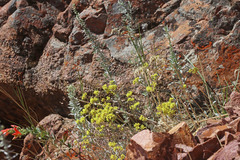 Eriogonum brevicaule cottamii