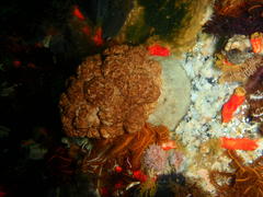 Eunephthya thyrsoidea