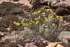 Eriogonum brevicaule cottamii