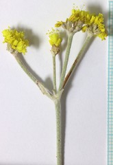 Eriogonum brevicaule cottamii