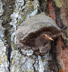 Phellinus pomaceoides