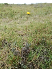 Cotula discolor