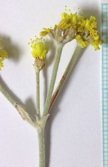 Eriogonum brevicaule cottamii