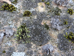 Phaeophyscia sciastra