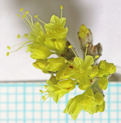 Eriogonum brevicaule cottamii