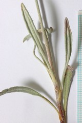 Eriogonum brevicaule cottamii