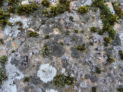 Phaeophyscia sciastra