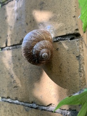 Helix pomatia