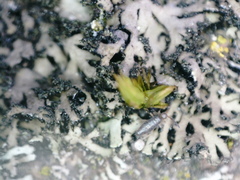 Phaeophyscia sciastra