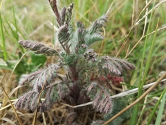 Cotula discolor