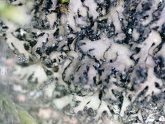 Phaeophyscia sciastra