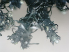 Phaeophyscia sciastra