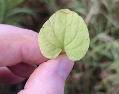 Viola epipsiloides