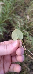 Viola epipsiloides