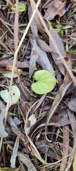 Viola epipsiloides