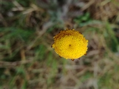 Cotula discolor