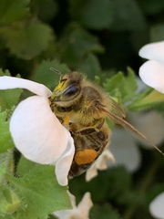 Apis mellifera